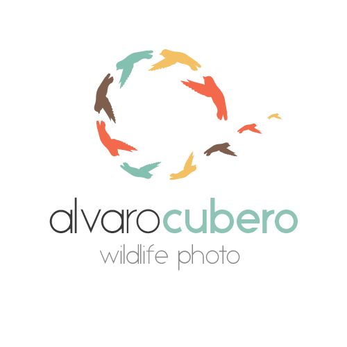 Alvaro Wildlife Photo